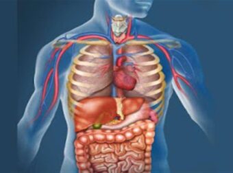 Το βιολογικό ρολόι μας – Ποιες ώρες αποκαθίσταται κάθε όργανο στο σώμα μας;