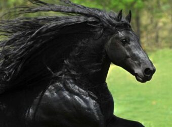 Αυτό είναι το πιο όμορφο άλογο του κόσμου και η ομορφιά του είναι πραγματικά εκθαμβωτική