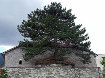 100 ετών δέντρο μεγαλώνει μέσα σε εκκλησία στα Γρεβενά
