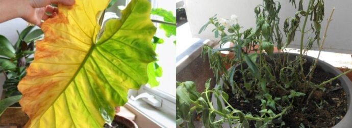 Γιατί μαραίνονται τα φυτά σας: 7 λάθη που κάνουν όλοι και κόλπα να είναι πάντα σαν την μέρα που τα αγοράσατε