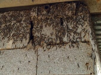 Απίστευτο – Κάμπιες καταστρέφουν ένα χωριό στο Ρέθυμνο και απειλούν ανθρώπους