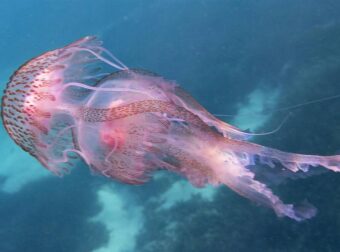 ΠΡΟΣΟΧΗ – Σε αυτές τις Ελληνικές θάλασσες εντοπίστηκαν μωβ μέδουσες (Χάρτης)