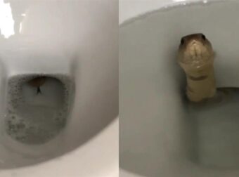 Του κόπηκε το αίμα: Πήγε στην τουαλέτα και είδε ένα φίδι να πετάγεται από τη λεκάνη