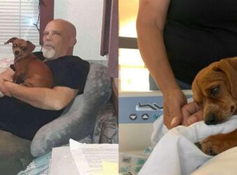Αυτό το γλυκό μικρό σκυλί αρνείται να αφήσει τον κηδεμόνα του μόνο του στο τέλος της ζωής του στο νοσοκομείο