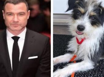Ο ηθοποιός και σκηνοθέτης Liev Schreiber έχασε το σκύλο του σε τροχαίο και υιοθέτησε άλλον από καταφύγιο