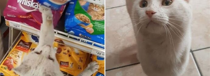 Η άστεγη γάτα οδηγεί μια γυναίκα στο κατάστημα και της ζητά να του αγοράσει φαγητό, τον υιοθετεί