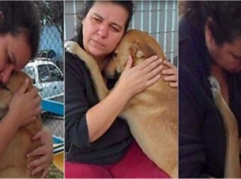 Ενθουσιασμένος από μια στοργική προσέγγιση, ένας σκύλος αρνείται το φαγητό και αγκαλιάζει τον εθελοντή