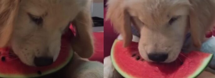 Κουτάβι λαμπραντόρ τρώει λαίμαργα ένα καρπούζι σαν άνθρωπος