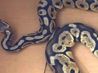 Πανικός στην Αγία Παρασκευή – Είδαν έναν πύθωνα να κόβει βόλτες στο… σαλόνι