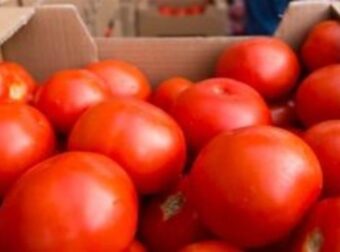 Δημιουργήθηκαν οι πρώτες γενετικά τροποποιημένες ντομάτες που παράγουν έξτρα βιταμίνη D