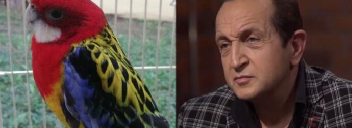 «Καταλαβαίνουν την αγάπη που τους δείχνουν»: Ο Σπύρος Μπιμπίλας μάς συστήνει τους παπαγάλους του