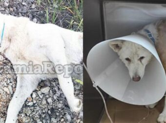 Φρίκη Στη Στυλίδα: Έδεσαν, Βασάνισαν Και Σκότωσαν Σκύλο Σε Αγροτική Περιοχή