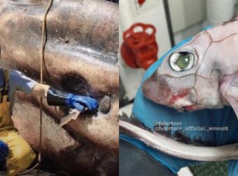 Ρώσος Έπιασε Αποτρόπαιο Ένα Πλάσμα Που Το Ονόμασε «Ψάρι Φρανκεστάιν» (vid)