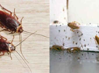 Εταιρεία Σε Πληρώνει Για Να «Φιλοξενήσεις» 100 Κατσαρίδες Στο Σπίτι Σου Για Ένα Μήνα!