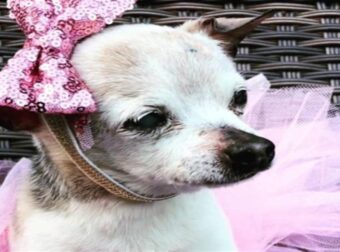 Αυτή είναι η Pebbles – Ο γηραιότερος εν ζωή σκύλος