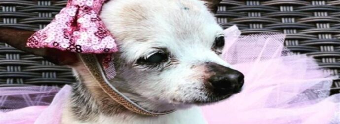 Αυτή είναι η Pebbles – Ο γηραιότερος εν ζωή σκύλος