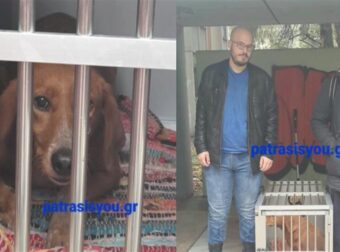 Υιοθετήθηκε η σκυλίτσα Μέισυ από το χώρο του Πανεπιστημίου Πάτρας που κάποιοι έκαναν αγώνα για να τη διώξουν