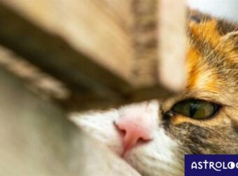 Αυτά τα ζώδια δεν αφήνουν τίποτα στην τύχη