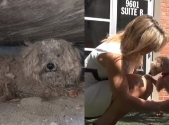 Ραγίζει Καρδιές: Ο Σκύλος Που Έμεινε Μόνος Μετά Τον Θάνατο Του Κηδεμόνα Του Χαμογελάει Ξανά (Vid)