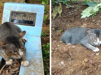 Από τότε που Πέθανε η ιδιοκτήτριά της, αυτή η Γατούλα Αρνείται να Φύγει από τον Τάφο της.
