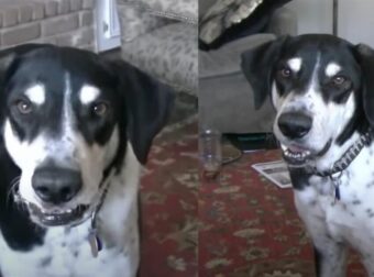 Ανακοίνωσε στον Σκύλο του ότι πήρε καινούριο Κατοικίδιο. Η Αντίδρασή του; Έχει ‘Ρίξει’ το ίντερνετ!