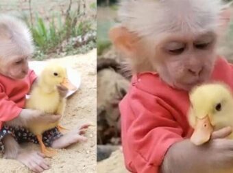 Μαϊμουδάκι φροντίζει παπάκι σαν να είναι αδέρφια