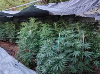 «Το βαπόρι από την Περσία»- Εντοπίστηκαν 235 δενδρύλλια κάνναβης στην Κόρινθο