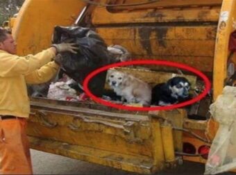 Δεν ήθελε τα σκυλιά της και τα πέταξε στο απορριμματοφόρο. Η συνέχεια; Θα σας σοκάρει!