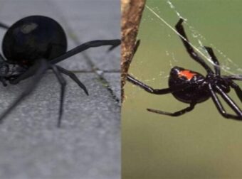 Στιγμές αγωνίας στις Σέρρες: Αράχνη «μαύρη χήρα» τσίμπησε αγρότη και τον έστειλε στο νοσοκομείο