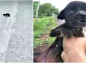 Όλοι αγνοούσαν αυτό το τυφλό και ταλαιπωρημένο σκυλάκι – Αυτό που ακολούθησε θα σας κάνει να δακρύσετε