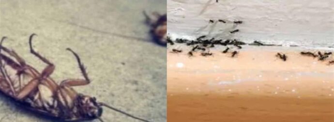 Θα γίνουν “καπνός”: Αυτή είναι η μυρωδιά που δεν αντέχουν όσο τίποτα οι κατσαρίδες και τα μυρμήγκια
