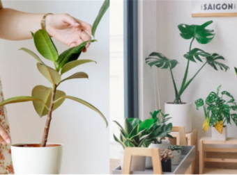 Αν το έχετε στο σπίτι πετάξτε το αμέσως: Το γνωστό φυτό που φέρνει τσακωμούς και αρνητική ενέργεια