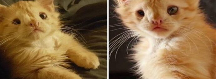 Ραγίζει καρδιές: Γνωρίστε το υπέροχο γατάκι που κανείς δεν ήθελε λόγω της εμφάνισής του αλλά με λίγη αγάπη μεταμορφώθηκε και όλοι μιλούν για αυτόν!