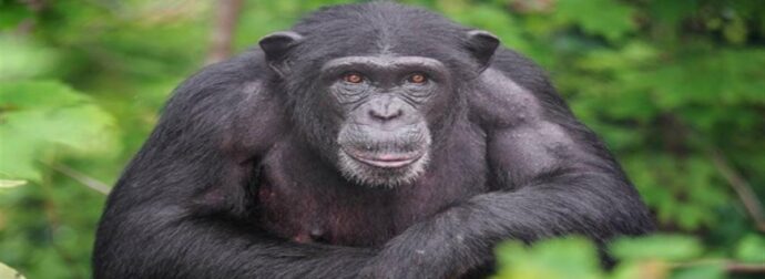 Αλέξης Κούγιας: Αναλαμβάνει την υπόθεση θανάτωσης του χιμπατζή