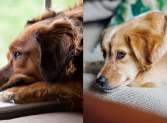 Πώς Να Βοηθήσετε Τον Σκύλο Σας Να Προσαρμοστεί Σε Μεγάλες Αλλαγές