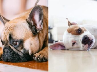 Όλα Όσα Θέλετε Να Ξέρετε Για Την Ακράτεια Ούρων Στους Σκύλους