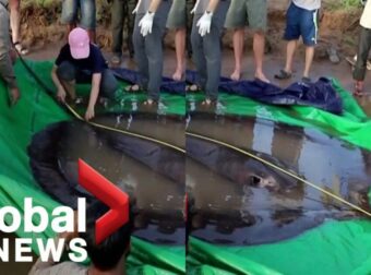 Ψαράς Έπιασε Το Μεγαλύτερο Σαλάχι Του Κόσμου: Ζυγίζει Όσο Μια Αρκούδα (vid)