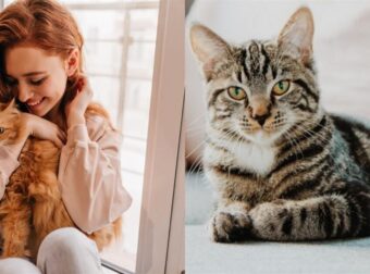 Ποιες Φυλές Γάτας Έχουν Τη Μεγαλύτερη Διάρκεια Ζωής