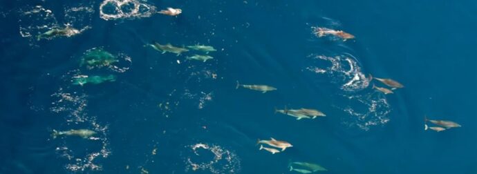 Υπερθέαμα: Τεράστιο κοπάδι δελφινιών «σκίζει» τα κύματα στον Θεολόγο Φθιώτιδας