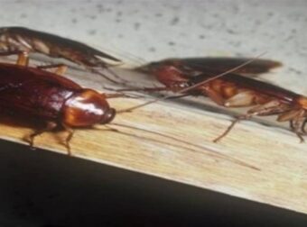 Γιαγιά, ο μεγαλύτερος «εχθρός» της κατσαρίδας: Το απίθανο κόλπο των παλιών για να απαλλαγείτε χωρίς εντομοκτόνα!