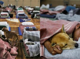 Πόλη Της Βραζιλίας Έφτιαξε Χώρο Για Τους Άστεγους Και Τους Αφήνει Να Έχουν Μαζί Τα Σκυλάκια Τους