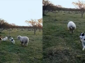 Το Αρνάκι Νομίζει Ότι Είναι Σκυλί Και Παίζει Δίπλα Στα Άλλα Σκυλιά «Αδέρφια» Του: «Ποτέ Δεν Ένιωθε Σαν Πρόβατο»