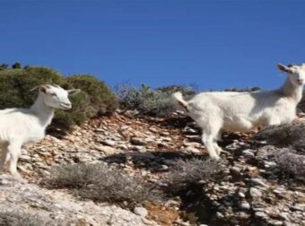 Θλίψη στην Αρκαδία: Ολόκληρο κοπάδι ζώων σκοτώθηκε από κεραυνό