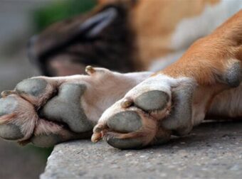 Αναγούλα στη Θεσσαλονίκη – Σκότωσε σκύλο με λοστό επειδή του… έφαγε μια κότα