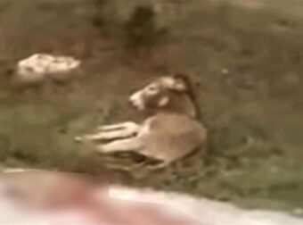 Σάλος με την κακοποίηση του γαϊδάρου στη Ζίτσα – Τώρα ο αντιδήμαρχος λέει ότι τον είχε τραυματίσει λύκος