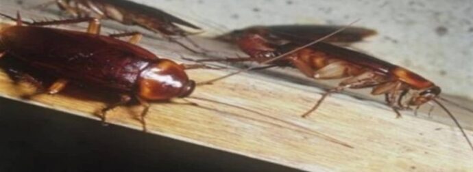 Γιαγιά, ο μεγαλύτερος «εχθρός» της κατσαρίδας: Το απίθανο κόλπο των παλιών για να απαλλαγείτε χωρίς εντομοκτόνα!