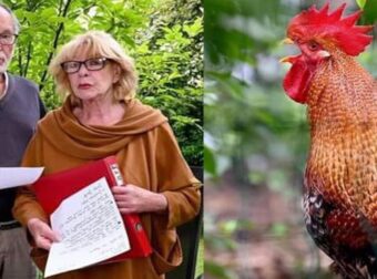 Ζευγάρι έκανε μήνυση στους γείτονες για τον κόκορα που λαλεί 200 φορές την ημέρα