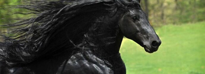 Αυτό είναι το πιο όμορφο άλογο του κόσμου και η ομορφιά του είναι πραγματικά εκθαμβωτική