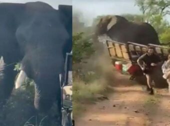 Ταϊλάνδη: Ελέφαντας δεν άντεξε άλλο την κακοποίηση και έκοψε στη μέση τον άνθρωπο χειριστή του