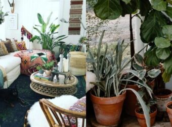 Ο “χρυσός” κανόνας του Φενγκ Σούι: Τα 3 φυτά που θα αλλάξουν ριζικά τη ζωή σου & πού να τα τοποθετήσεις